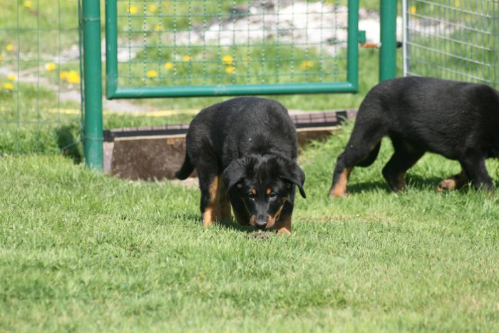 Quenza 09 04 2017 (39)